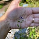 Trichostema dichotomum Flor