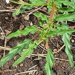 Monsonia angustifolia Blad