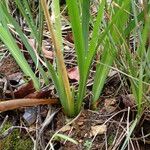 Iris unguicularis 葉