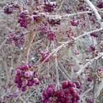 Callicarpa bodinieri Характер