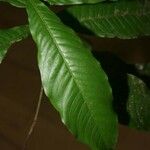 Quiina guianensis Leaf