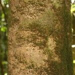 Pouteria reticulata Corteza