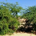 Prosopis juliflora Habit