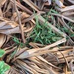 Leptothrium senegalense Hoja