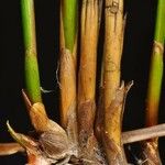 Juncus filiformis Bark