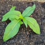 Polygonum lapathifolium Hoja