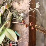 Bulbophyllum falcatum Kvet