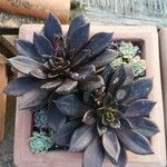 Echeveria affinis Ліст