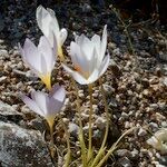 Crocus cancellatus অন্যান্য