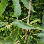 Quercus libani Leaf