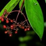 Notopleura epiphytica Fruit