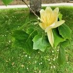 Liriodendron tulipifera Virág