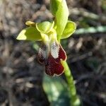 Ophrys lupercalis Mosusu