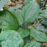 Clerodendrum umbellatum Leaf