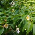 Stewartia rostrata Kvet