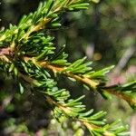 Adenostoma fasciculatum Hoja