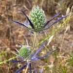 Eryngium tenue Fiore