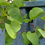 Cercis griffithii Leaf