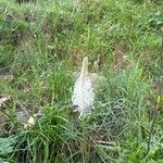 Plantago maxima Flower