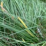 Carex rostrata Flower