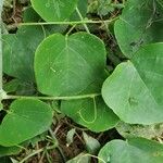 Adenia cissampeloides Leaf