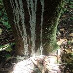 Milicia excelsa Bark