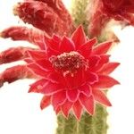 Cleistocactus samaipatanus Virág