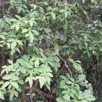 Aegle marmelos Hoja