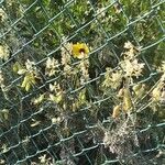 Crotalaria brevidens Kvet