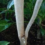 Dracaena reflexa Bark