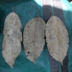 Celtis prantlii Hoja