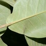 Eugenia hiraeifolia List