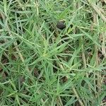 Artemisia dracunculus Leaf