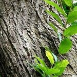 Ulmus pumila बार्क (छाल)