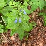 Mertensia paniculataЦветок