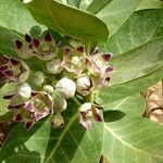Calotropis procera फूल