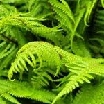 Dryopteris wallichiana ഇല