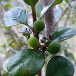 Turraea thouarsiana Fruit