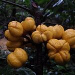 Turraeanthus longipes Fruto