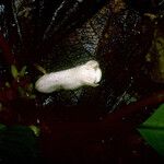 Centrosolenia densa Flower