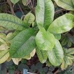 Ixora longifolia Leaf