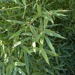 Phyllostachys aurea List