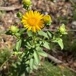 Inula spiraeifolia Flower