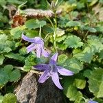 Campanula garganica Blüte