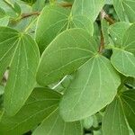 Bauhinia galpinii Blatt