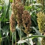 Sorghum bicolor Frutto