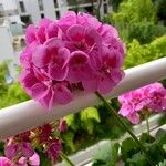 Pelargonium zonale花