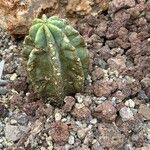 Echinocereus subinermis Leaf