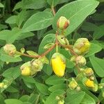 Hypericum × hidcoteense फूल