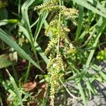 Echinochloa crus-galli Flower